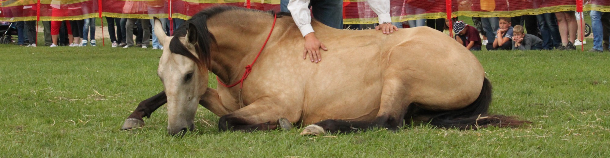 2M Horsemanship – blog Michala Merku